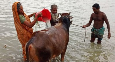 সারিয়াকান্দি উপজেলার যমুনার চরে গরুকে গোসল করানো হচ্ছে