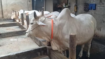 একসময় ঈদুল আজহায় কোরবানির জন্য পুরান ঢাকার ক্রেতাদের পছন্দের শীর্ষে থাকতো