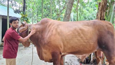 শেরপুরে চাহিদার তুলনায় কোরবানির পশু বেশি