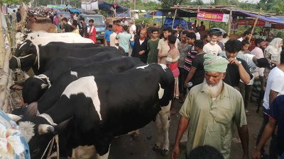 জমে উঠেছে কোরবানির পশুর বাজার (ছবি: নাসিরুল ইসলাম)