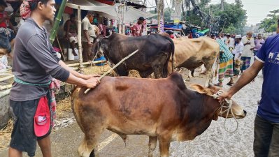  রাজধানীর তেজগাঁওয়ে কোরবানির পশুর হাট