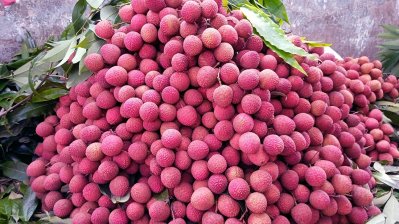 দিনাজপুরের লিচুর বাজার: দাম কম, তারপরও লাভ হবে গতবারের চেয়ে বেশি