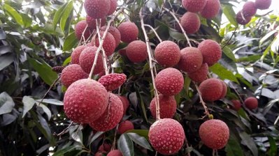 বেদেনা জাতের লিচু পেয়েছে জিআই স্বীকৃতি