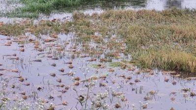 ঈদের ছুটিতে পাওয়া যাচ্ছে না ধানকাটার শ্রমিকও