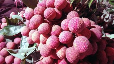 দিনাজপুরে ৭০০ কোটি টাকার লিচুর বাজার, জিআই পণ্যের স্বীকৃতিতে নতুন সম্ভাবনা