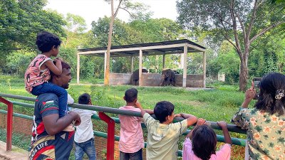 উৎসাহ নিয়ে হাতি দেখছে কয়েকজন শিশু