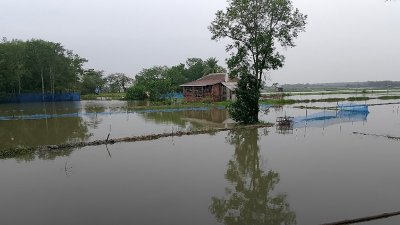 টানা বৃষ্টিতে সাতক্ষীরায় পানির নিচে আউশ, ভেসেছে মাছের ঘের