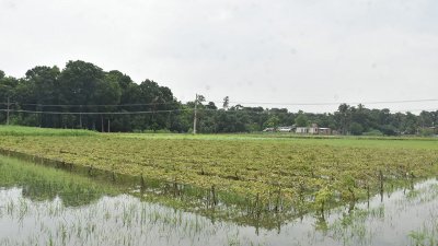 টানা বৃষ্টিতে যশোরে সবজির ব্যাপক ক্ষতি