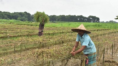 টানা বৃষ্টিতে যশোরে সবজির ব্যাপক ক্ষতি