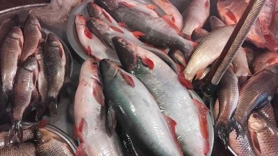 মাছের বাজার চড়া