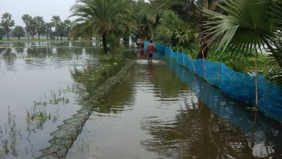 টানা বৃষ্টিতে সাতক্ষীরায় তলিয়ে গেছে আমন-সবজি