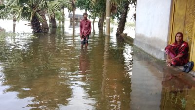 টানা বৃষ্টিতে সাতক্ষীরায় তলিয়ে গেছে আমন-সবজি