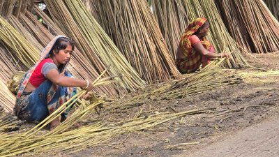 ফরিদপুরে এবার উৎপাদিত হয়েছে ২ হাজার কোটি টাকার পাট