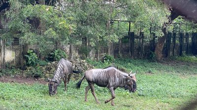 ওয়াইল্ডিবিস্ট