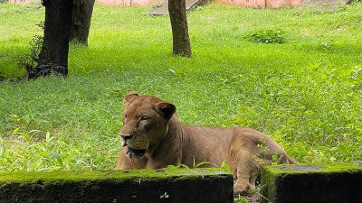 নিঃসঙ্গ সিংহ