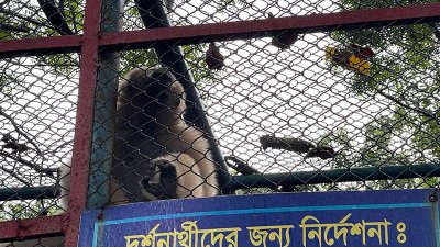 উল্লুক