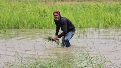 ফরিদপুরে ৩ নদ-নদীর পানি বেড়েছে, ভাঙছে তীর