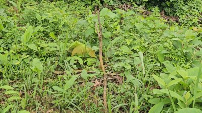 জঙ্গ‌লে ভ‌রে আছে ক‌ফি ও কাজুবাদা‌মের বাগান, নেই কোনও গাছ