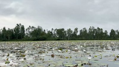 সময় থাকলে ঘুরে আসুন সাদা শাপলার বিল
