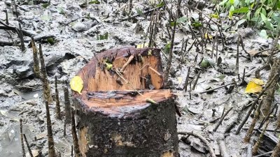 যে বনাঞ্চল রক্ষা করছে উপকূল, তা উজাড় করে দিচ্ছে ‘দুর্বৃত্তরা’