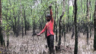 এসব গাছ কেটে নিলেও প্রশাসন ও বন বিভাগ কোনও পদক্ষেপ নেয়নি বলে অভিযোগ স্থানীয়দের