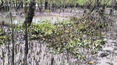 দিনরাত সমানতালে করাত-কুড়াল দিয়ে গাছ কেটে নিয়ে যাচ্ছে দুই ইউনিয়নের সংঘবদ্ধ একাধিক গ্রুপের লোকজন