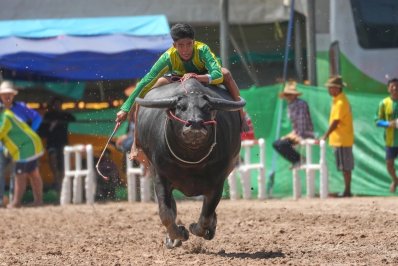 মহিষের সুন্দরী প্রতিযোগিতা!