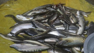 হা‌রি‌য়ে যাচ্ছে হাওরের দেশি মাছ