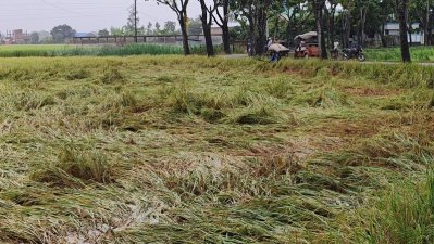 হঠাৎ বৃষ্টি ও দমকা হাওয়া; ধান, আলু ও সবজির ব্যাপক ক্ষতি