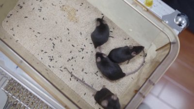 চীনা মহাকাশ স্টেশনে কেমন আছে ৪ ‘নভোচারী ইঁদুর’?