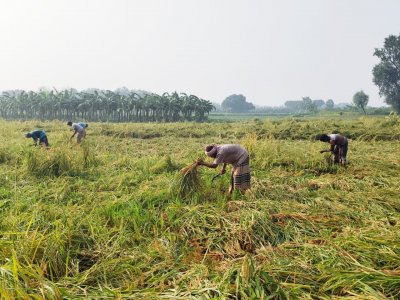 শাকসবজি, ঢ্যাঁড়স, মুলা, পেঁয়াজ থেকে শুরু করে আমন ধান—সব ফসলেই লেগেছে ক্ষতির ছাপ