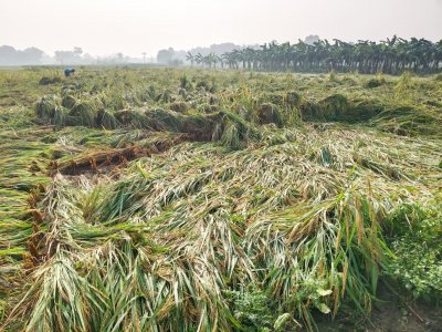 কৃষি বিভাগের হিসাবে, ক্ষতির পরিমাণ দাঁড়িয়েছে প্রায় ১০ কোটি টাকার বেশি। ক্ষতিগ্রস্ত কৃষকের সংখ্যা চার হাজার ২০০ জন