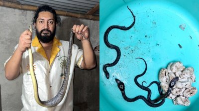 রাজধানীর বিভিন্ন এলাকা থেকে উদ্ধার করা সাপ