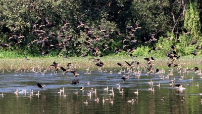 অতিথি পাখির কোলাহলে মুখর হয়ে উঠেছে রাজশাহী বিশ্ববিদ্যালয়