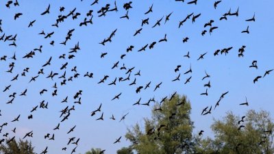 অতিথি পাখির কোলাহলে মুখর হয়ে উঠেছে রাজশাহী বিশ্ববিদ্যালয়