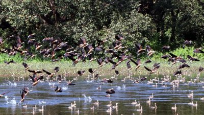 অতিথি পাখির কোলাহলে মুখর হয়ে উঠেছে রাজশাহী বিশ্ববিদ্যালয়