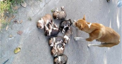 মৃত বাচ্চাগুলোর পাশে অসহায় মা