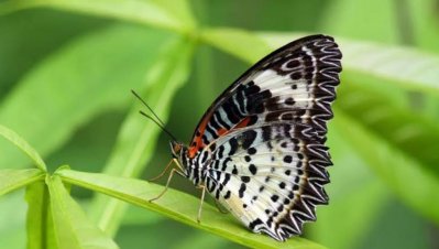 জাহাঙ্গীরনগর বিশ্ববিদ্যালয়ে ১৫তম প্রজাপতি মেলা অনুষ্ঠিত হতে যাচ্ছে শুক্রবার