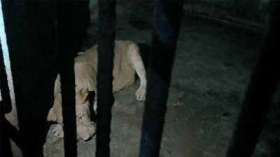 ‘দুই ঘণ্টা’ পর খাঁচায় ঢুকানো হলো সিংহী ডেইজিকে