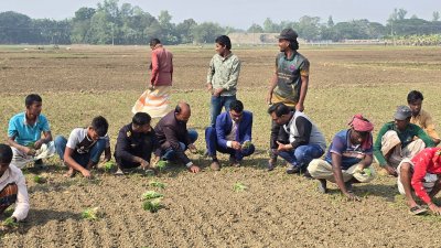 ইতিমধ্যে চারা কাটা পেঁয়াজ রোপণ শুরু হয়েছে পাবনায়