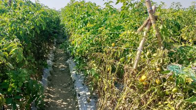 চরাঞ্চলের টমেটো ক্ষেত
