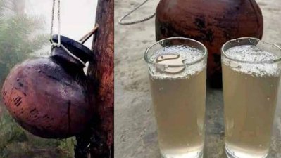 খেজুরের রস কাঁচা খাবেন?