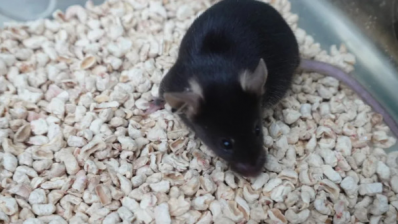 ৩১ অক্টোবর শেনচৌ-২১ মহাকাশযানে চড়ে এই চার ইঁদুর মহাকাশে পাড়ি জমিয়েছিল। ছবি: সিনহুয়া