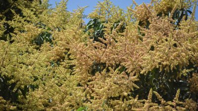 চারদিকে ছড়িয়ে পড়ছে মুকুলের ঘ্রাণ