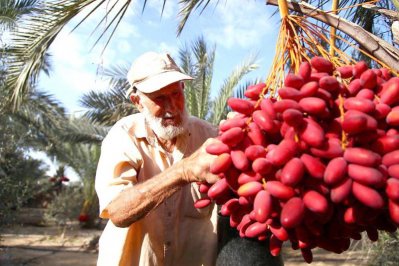 খেজুরনামা: ইতিহাস, ঐতিহ্য, পুষ্টিগুণ ও সতর্কতার গল্প