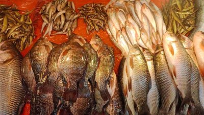 মাছের দাম বেড়েছে
