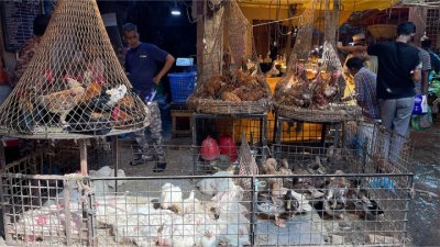 মুরগির দাম কিছুটা কম