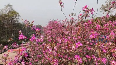 সড়কের বিভাজকে বেড়ে উঠেছে ফুলের গাছ