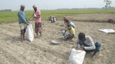 উৎপাদন খরচ তোলা নিয়ে চিন্তায় পড়েছেন চাষিরা