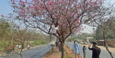 মহাসড়কটির বিভাজকের গাজীপুরের বিভিন্ন অংশের ফুটেছে নানা রঙের ফুল